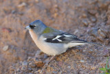 African Chaffinch (Fringilla (coelebs) africana)