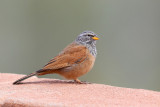 House Bunting (Emberiza sahari)