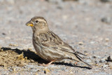 Common Rock Sparrow (Petronia petronia)