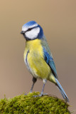 European Blue Tit (Cyanistes caeruleus)