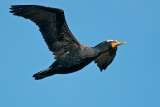 DSC_7903.jpg