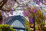 Sydney Harbour Bridge and jacaranda tree in foreground