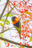 Rainbow lorikeet in flame tree