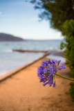 Agapanthus at Palm Beach