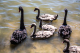 Black swans and cygnets at Manly Dam
