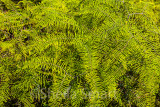Ferns at Manly Dam