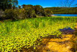 Manly Dam landscape