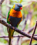 Rainbow lorikeet 