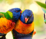 Rainbow lorikeets in love