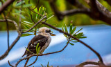 Kookaburra in protea