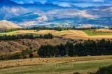 Meadows in New Zealand