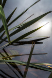 Plant at Lake Matheson