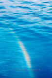 Rainbow in blue waters of Tasman Sea