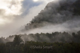 Mist in trees