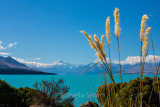 Mount Cook range with pampas grass