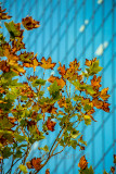 Autumn leaves with window backdrop