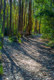 Walking track at North Avalon