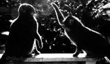 Cat fight!