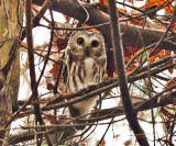 Northern Saw-whet Owl - Aegolius acadicus