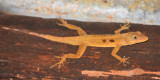 Dominican anole - Anolis oculatus