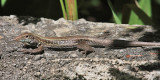 Ameiva fuscata