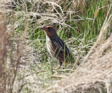 Saltmarsh Sparrow - Ammospiza caudacuta