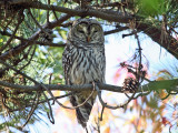 Barred Owl - Strix varia 