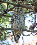 Barred Owl - Strix varia