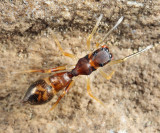 Synemosyna formica