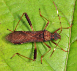 Lupine Bug - Megalotomus quinquespinosus