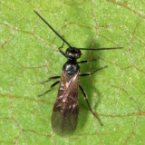 Bracon sp.