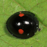 Twice-stabbed Lady Beetle - Chilocorus stigma