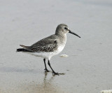 Dunlin - Calidris alpina