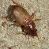 Harpalus affinis (teneral)