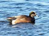 American Widgeon - Anas americana