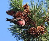 White-winged Crossbill - Loxia leucoptera