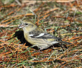 White-winged Crossbill - Loxia leucoptera