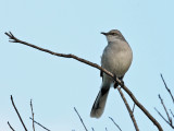 Tropical Mockingbird - Mimus gilvus