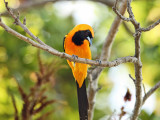 Hooded Oriole - Icterus cucullatus