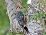 Golden-fronted Woodpecker - Melanerpes aurifrons 