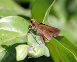 Grass Skipper - Subfamily Hesperiinae