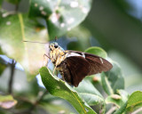 Two-barred Flasher - Astraptes fulgerator