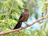 Great-tailed Grackle - Quiscalus mexicanus (female)