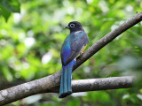 Black-headed Trogon - Trogon melanocephalus