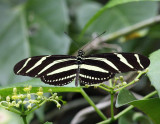 Zebra Longwing - Heliconius charithonia