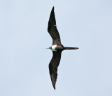 Magnificent Frigatebird - Fregata magnificens