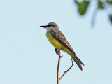 Couchs Kingbird - Tyrannus couchii