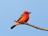 Vermilion Flycatcher - Pyrocephalus rubinus