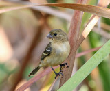 White-collared Seedeater - Sporophila torqueola (female)