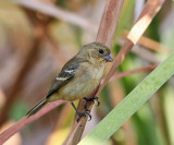 White-collared Seedeater - Sporophila torqueola (female)